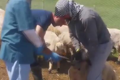 Bingöl’de hayvan sağlığı için ekipler seferber oldu