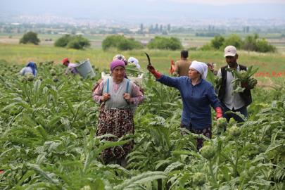 Bursa'nın tescili Hasanağa Enginarı'nda hasat başladı