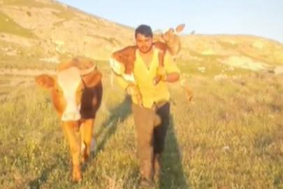 Dağda doğan buzağıyı sırtında taşıyarak ahıra getirdi