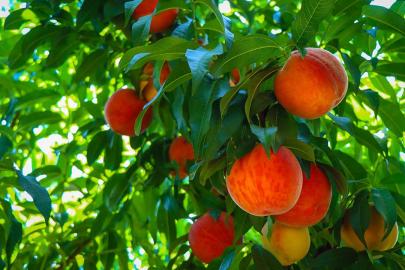 Geçen yıl dondan etkilenen meyvelerde bu yıl bereket dönemi yaşanacak