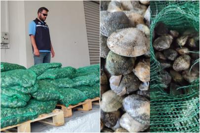 Kapıkule Sınır Kapısı'nda 840 kilogram canlı akivades ele geçirildi