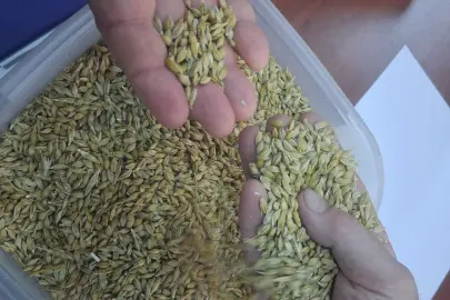 Keşan’da ilk arpa hasadı satıldı... İlk ürün 17,50 TL’den satıldı