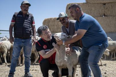 Kırsalda Bereket Küçükbaşa Destek Projesi'nde ilk teslimatlar yapıldı