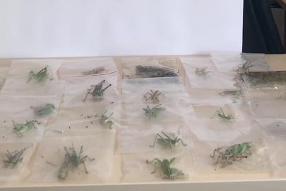 Nemrut Dağı'nda biyokaçakçılık: 135 çekirge toplarken yakalandılar