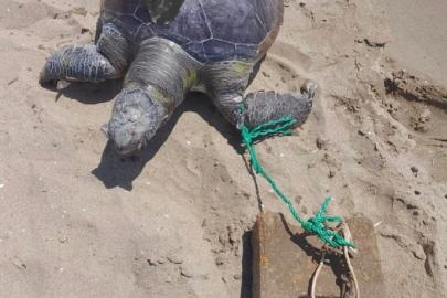 Pamucak sahilinde ayağına taş bağlanmış ölü deniz kaplumbağası bulundu