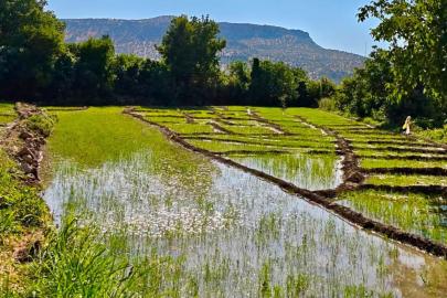 Batman'da Gönüllü pirincinin geleceği için saha çalışmaları sürüyor
