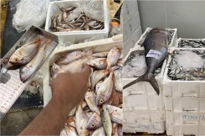 İzmir'de yasa dışı avlanan 241 kilogram su ürününe el konuldu