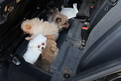 Kapıkule’de araçta gizlenen 5 yavru köpek ele geçirildi