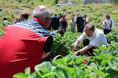 Siirt'te çilek hasadı başladı