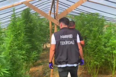 Tekirdağ'da bağ evine uyuşturucu operasyonu: 109 kök hint keneviri ele geçirildi