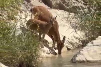 Su içmek için dereye inen yaban keçileri kameraya yansıdı